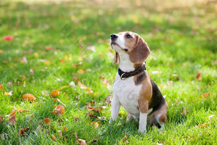 在绿草中比格犬