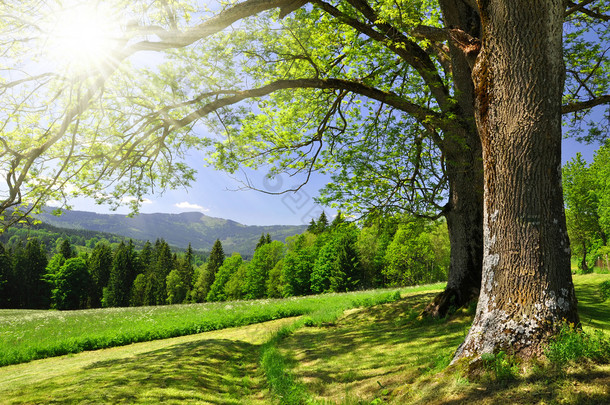 春天风景在<strong>国家</strong>公园舒马瓦山