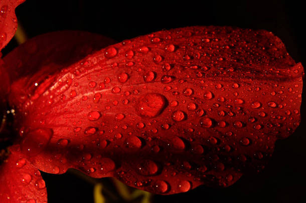  水滴红花