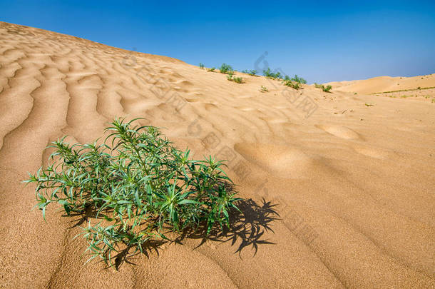 中国内蒙古库布奇<strong>沙漠</strong>，中国最大、最干旱的<strong>沙漠</strong>之一