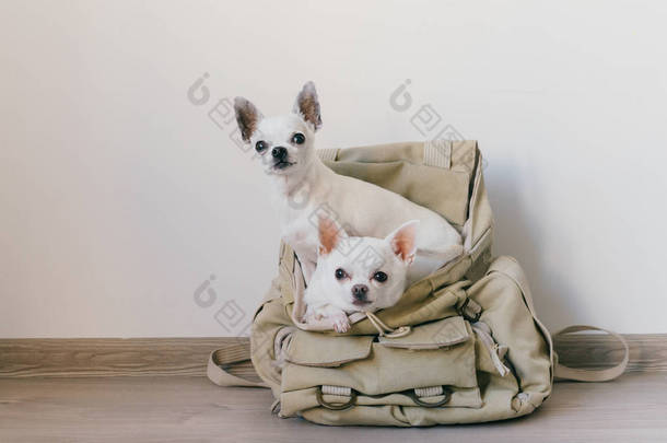 两只奇瓦瓦犬坐在嬉皮士帆布背包口袋里，脸上挂着滑稽的表情，看着不同的样子。狗的旅行。舒服地放松。宠物在度假。动物一家一起躺在家里.