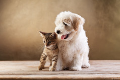 最好的朋友-小猫和小蓬松狗