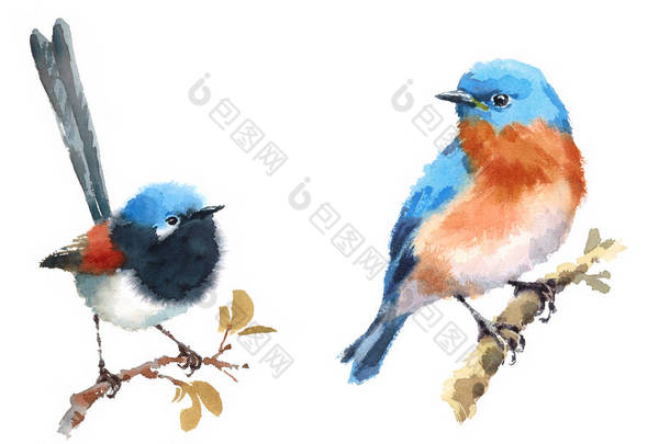 童话鹪鹩和蓝知更鸟两鸟水彩手绘插图设置隔离在白色背景上