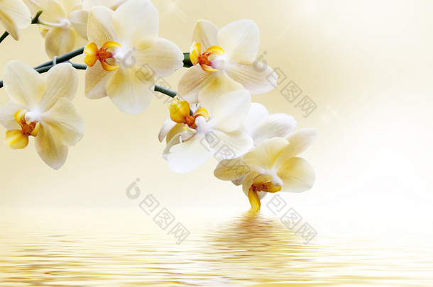 美丽的白色兰花