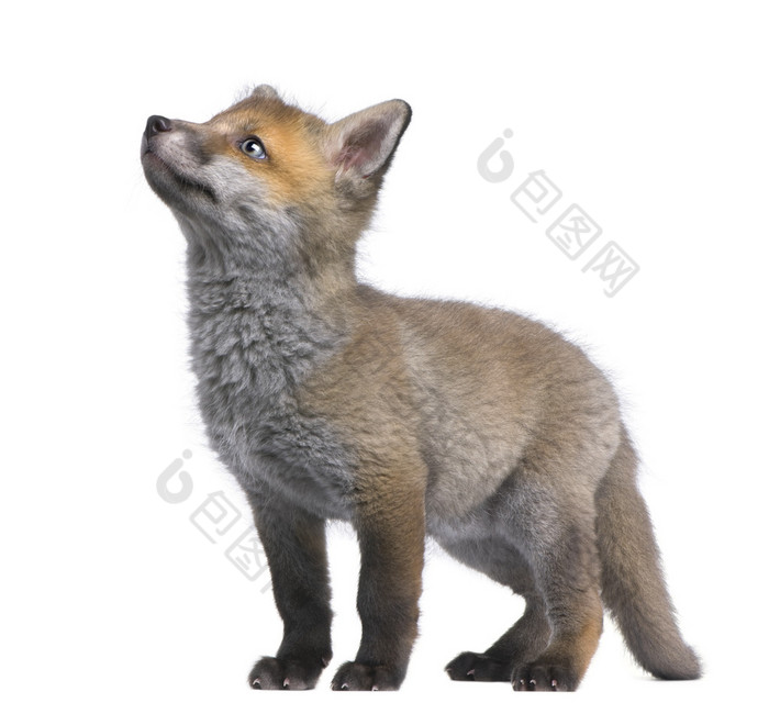 红狐狸幼崽抬头 (6 周龄)-Vulpes vulpes