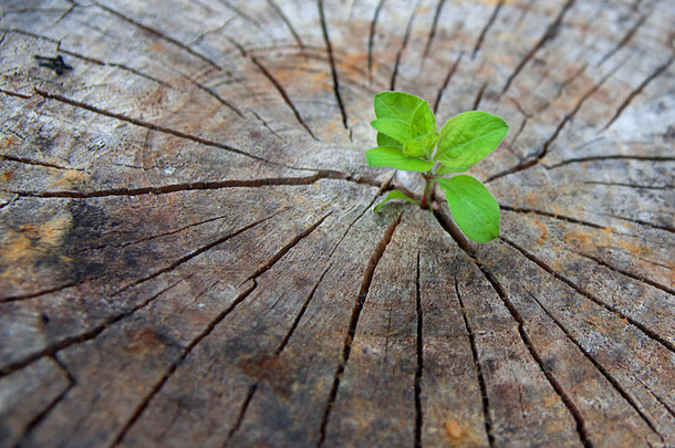 生态学的概念。上升的老木萌芽，象征着<strong>新</strong>的生命斗争