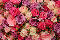 紫色、 粉色玫瑰婚礼安排