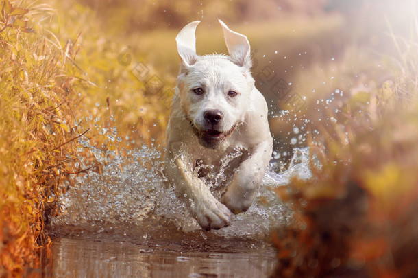年轻的拉布拉多狗小狗穿过河在阳光下运行