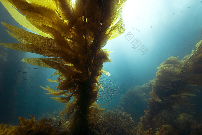 海带在阳光下