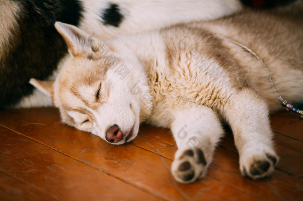 年轻的白色和红色哈士奇幼犬爱斯基摩犬睡觉