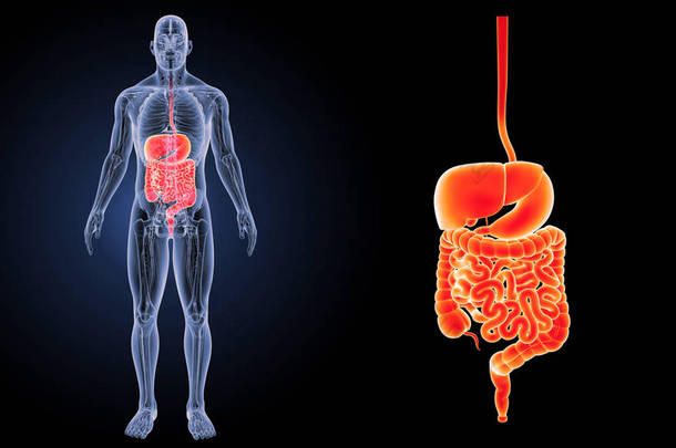 人类<strong>消化</strong>系统 