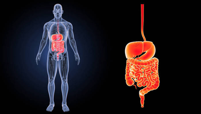 人类消化系统 