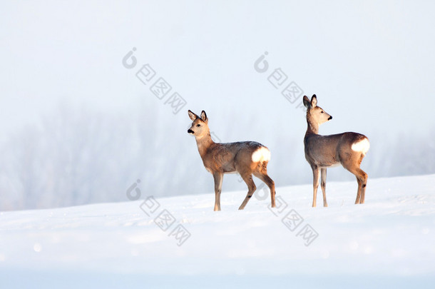 獐鹿群冬季晴朗的一天.