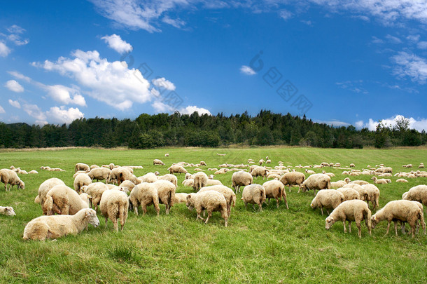 很多在美丽的绿色<strong>草原上</strong>的羊