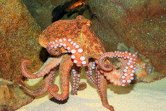普通的章鱼 (真蛸) 在日本