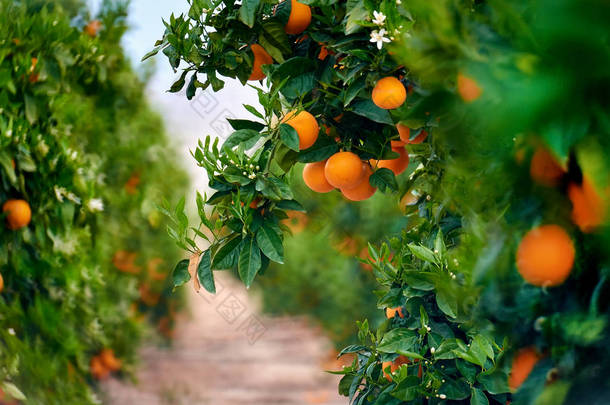 在西班牙南部的橙色树丛