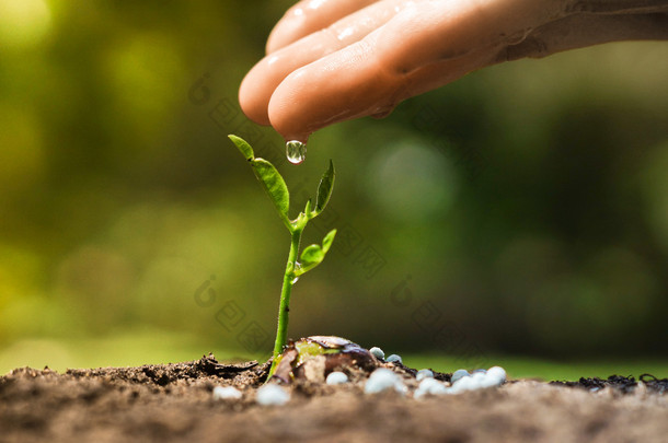 手培养和年轻植物浇水