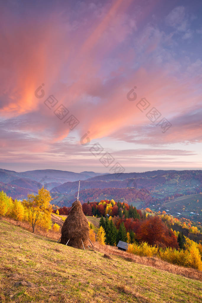 秋天的风景与美丽的天空和云彩。在山村的草地上堆放干干草。山坡上的白桦林。惊人的黎明。喀尔巴阡山, 乌克兰, 欧洲