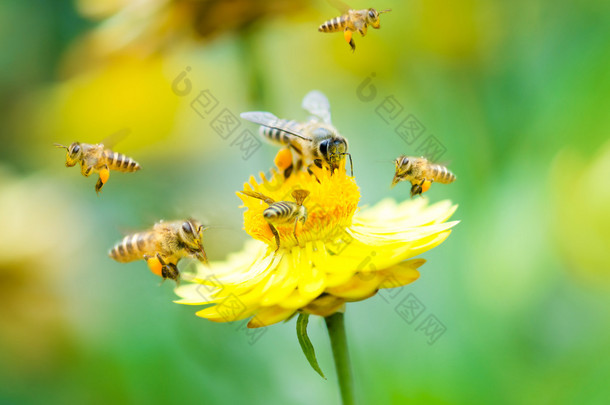 花朵上的蜜蜂群