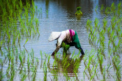 泰国亚洲农民农场水稻