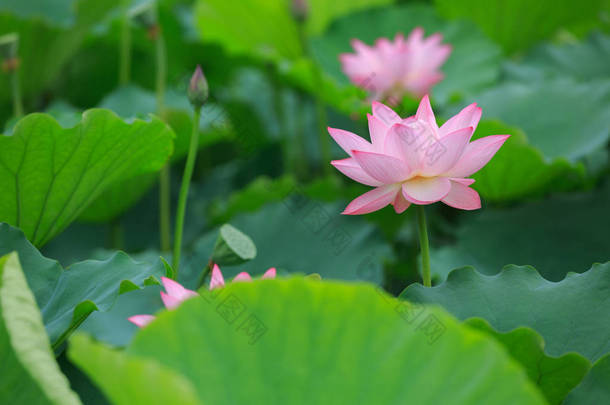 池塘里开满了粉红色的<strong>荷花</strong>