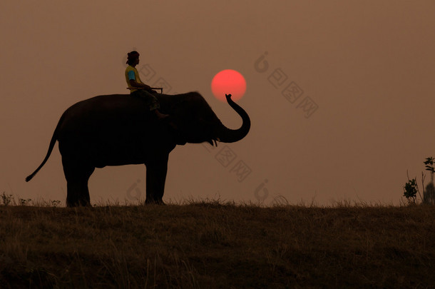 与 mahout 的美丽剪影大象走在日落时分.