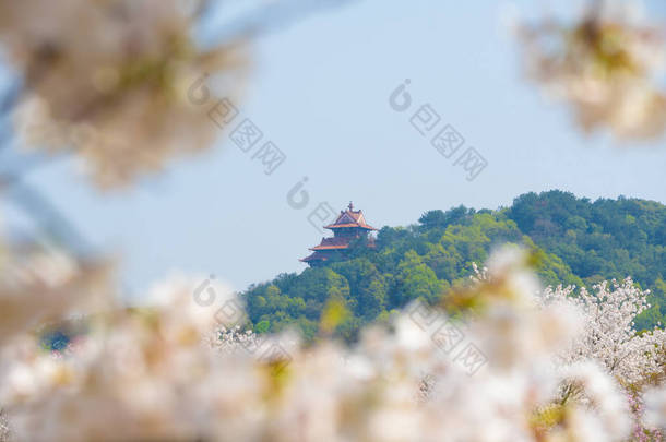 春暖花开春花盛开的<strong>武汉东湖</strong>樱花花园