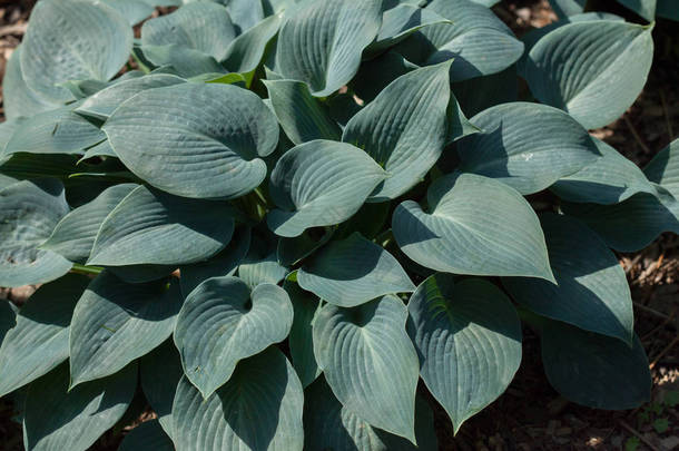 Siebold's hosta (Hosta sieboldiana). 