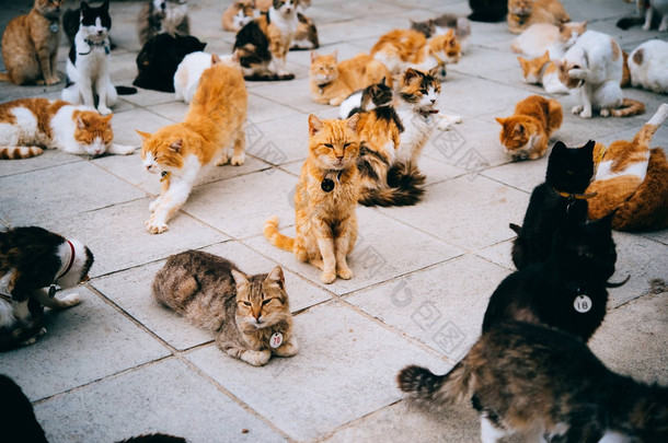 在塞浦路斯的猫住房