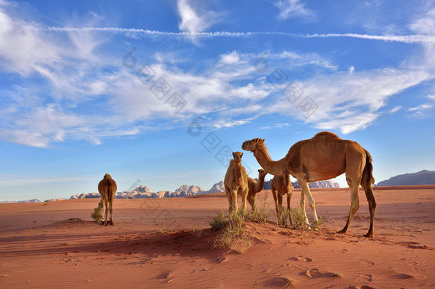 在瓦迪鲁姆沙漠中的骆驼