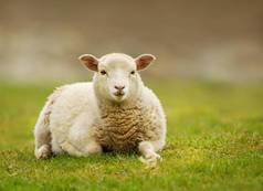 躺在草地上的年轻的设得兰的绵羊