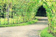 树隧道的棱丝瓜植物