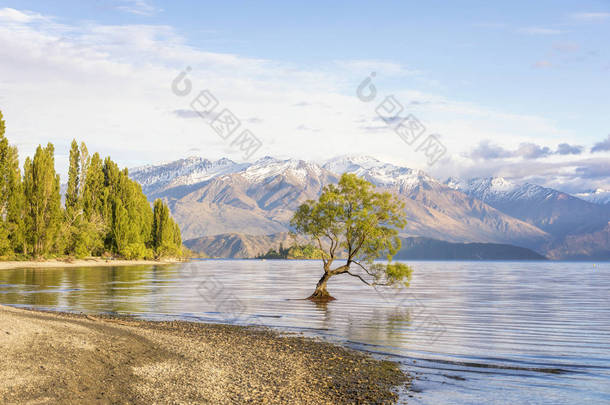 那奥克兰树并且湖奥克兰海岸线, Roys 海湾, 奥克兰, 新西兰 
