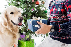 男子在圣诞毛衣赠送蓝色礼品盒狗