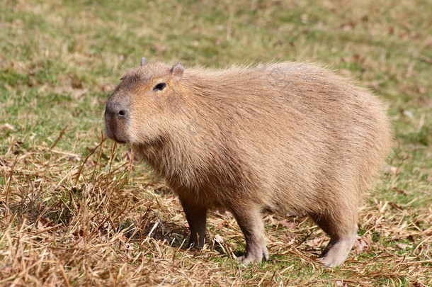 capibara 在草地上