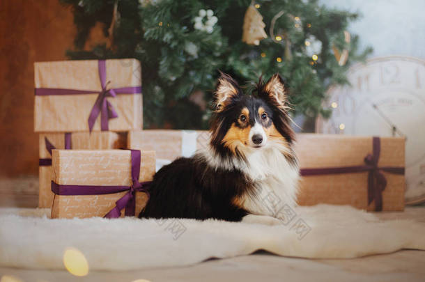 设得兰牧羊犬 (谢蒂)。狗在新年的内部。圣诞节, 节日, 花环, 格子, 圣诞树