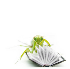 在一本旧书，绿色螳螂关闭