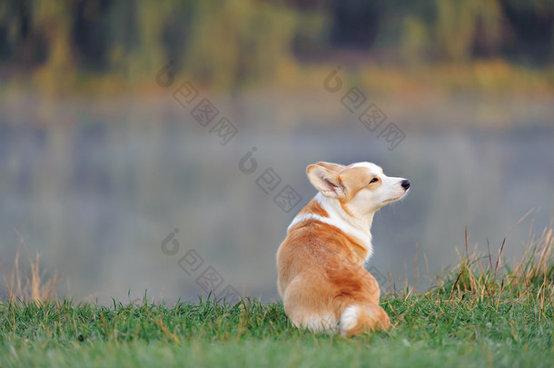 彭布罗克威尔士柯基犬图片