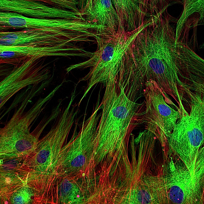 成纤维细胞 （皮肤细胞） 用荧光染料标记