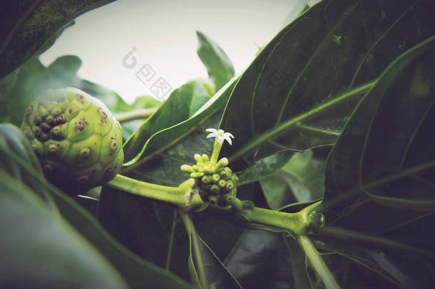 戟 citrifolia, 诺丽。是咖啡家族中的一棵果树, 茜草科。其原产范围遍及<strong>东南亚</strong>, 并已用于传统医学.
