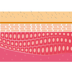 Skin cross-section anatomy illustration