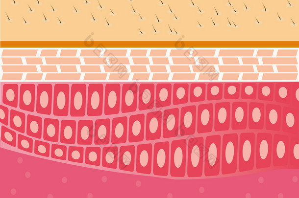 Skin cross-section anatomy illustration