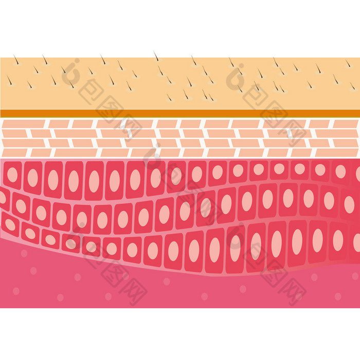 Skin cross-section anatomy illustration