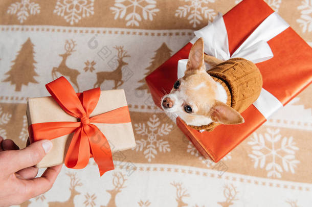 给小奇瓦瓦狗赠送圣诞礼物的人的短款镜头