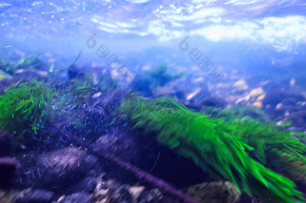 海洋中的海藻水下照片/景观生态系统, 水下绿藻