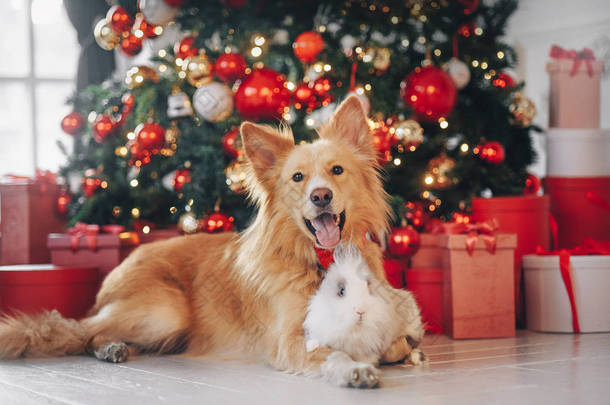 圣诞背景上的狗和兔子