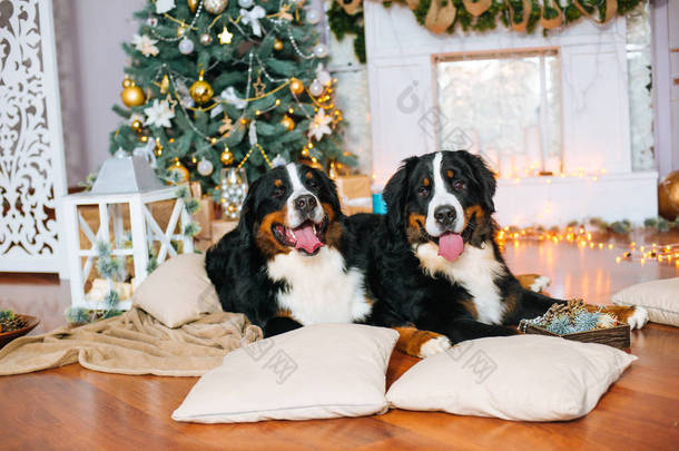 两只大狗躺在<strong>家</strong>里<strong>的</strong>壁炉和圣诞树