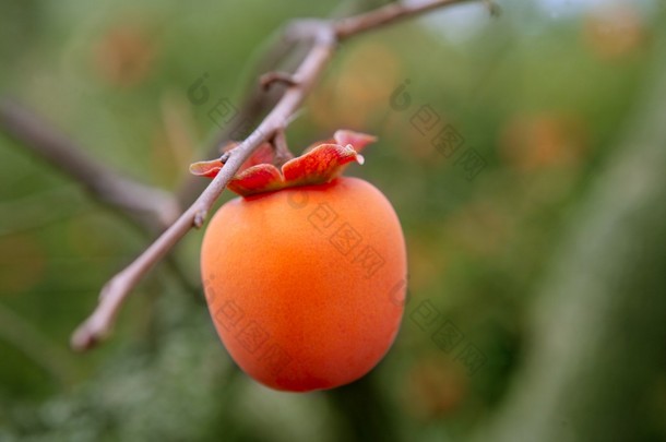 柿果详细生动橙色