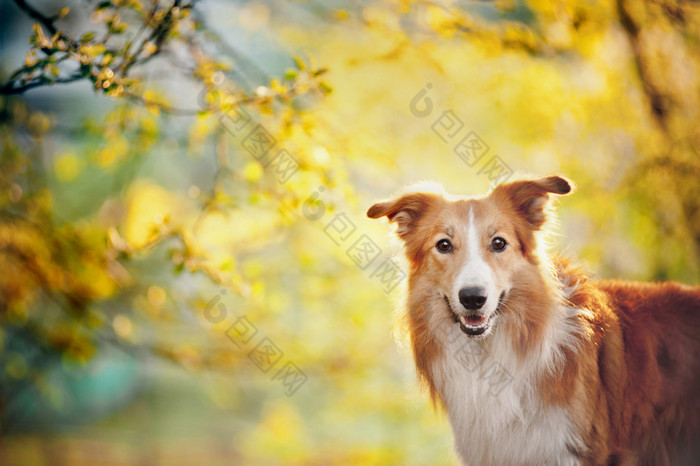 阳光背景的边境牧羊犬肖像