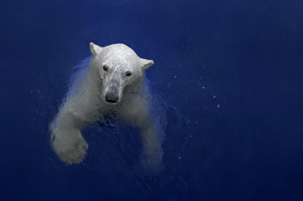 游泳北极熊